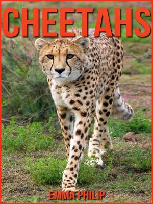 Cheetahs - ebook